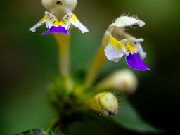 Fotowalk Pfarrwerfen - Bahnhof Werfen